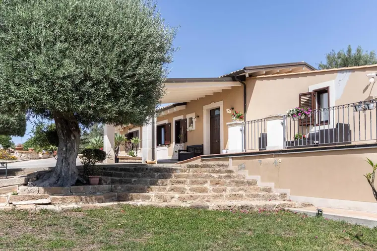 L'ulivo secolare davanti alla casa